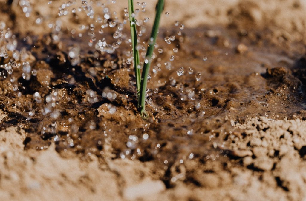 arrosage-goutte-a-goutte